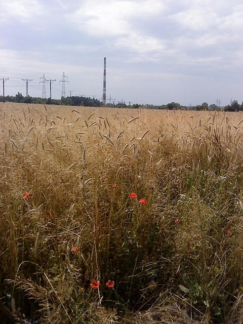 jeszcze z  Lubina.