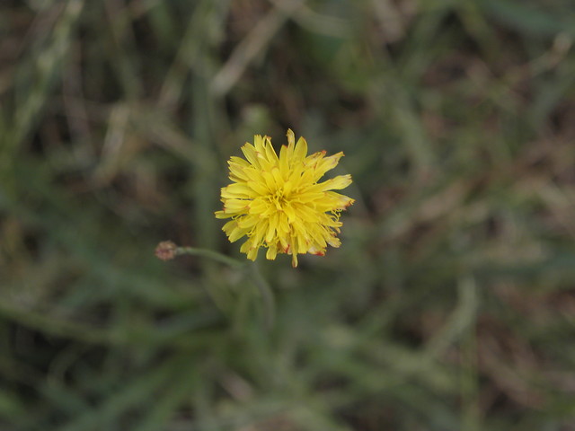 kwiatek 