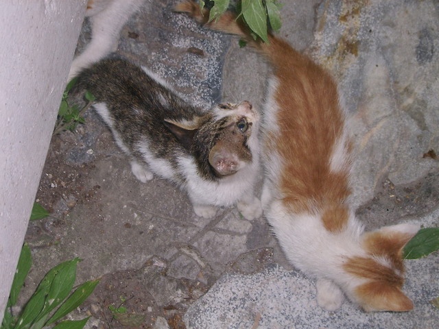kociaki.