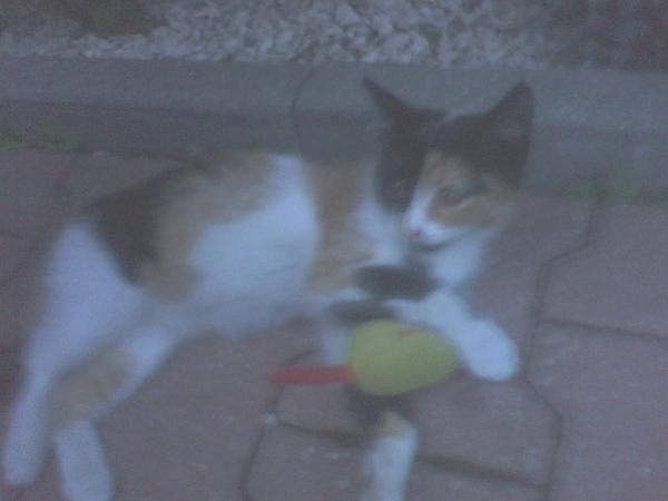 My sweEt Lily 