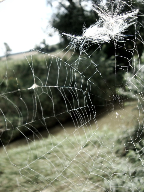 cobweb