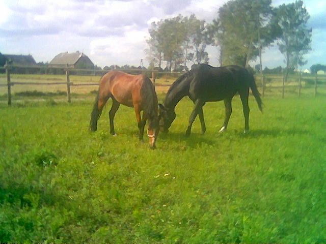 Baronek i Melitta