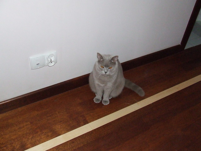 fredi [*]