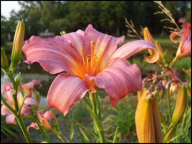 flowers < 3