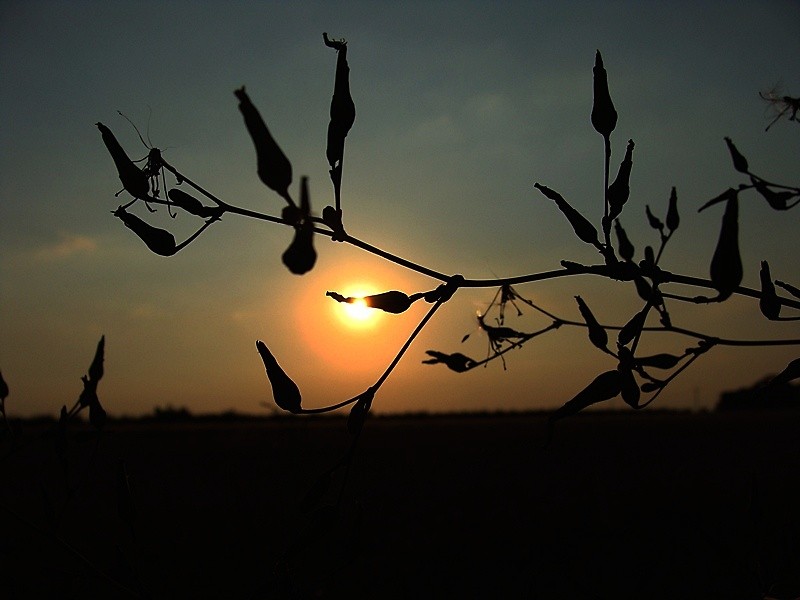 To make me dream of you...