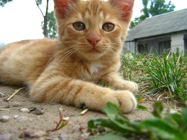 Tigre.