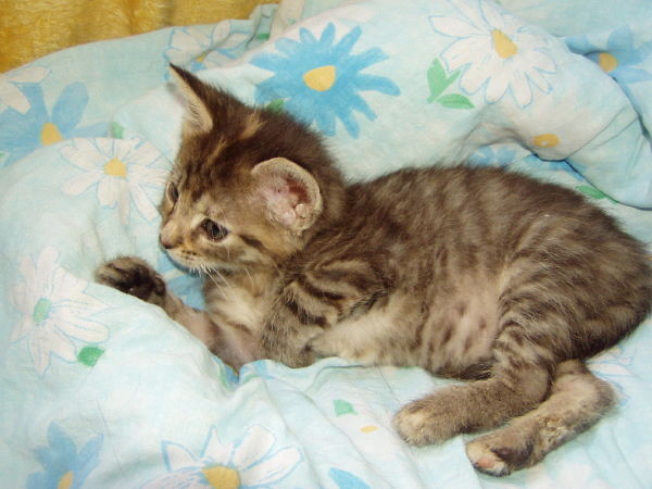Moj Koteczek . ;**