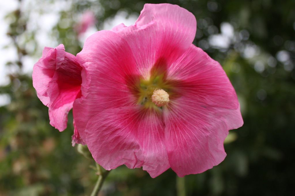 Macro