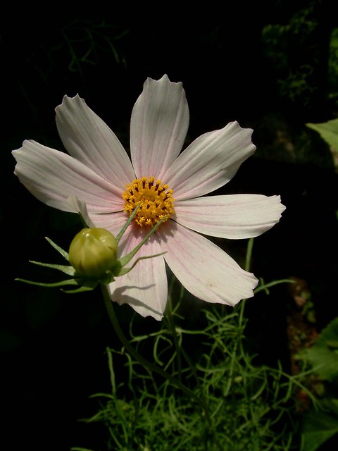 von dem Garten