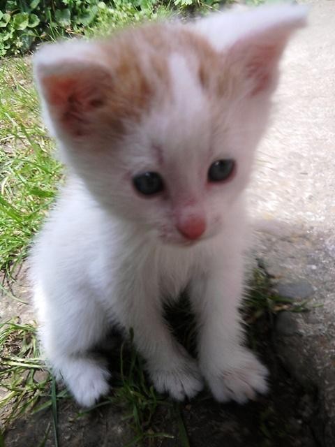 Mj kotek  :P