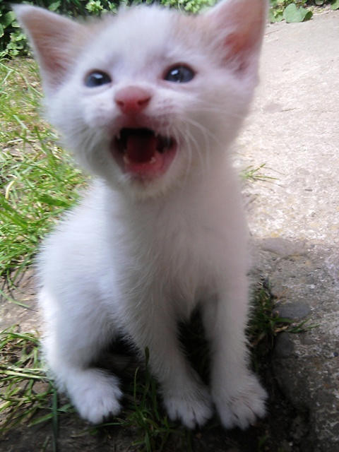 Mj kotek  :P