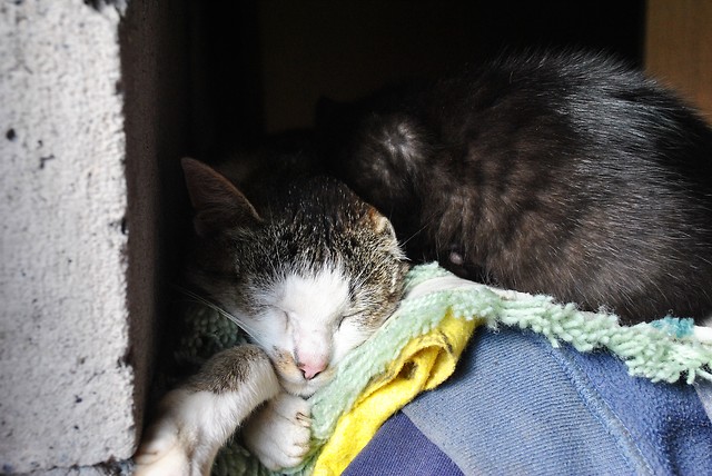 kitty