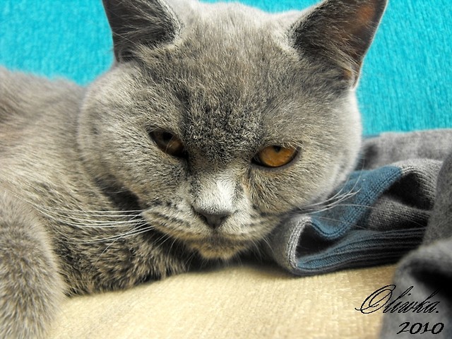 Bazylek *;