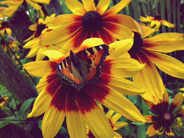 butterfly