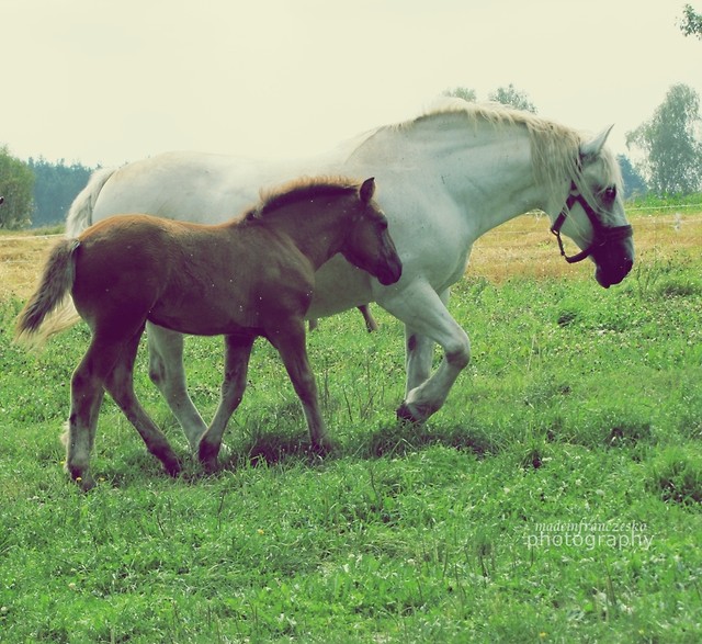horses