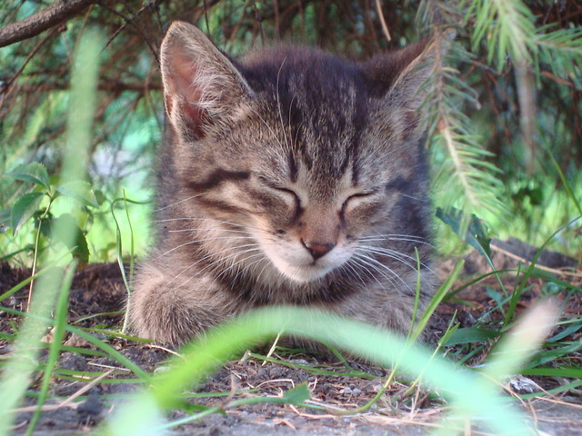 Tygrysitko. 