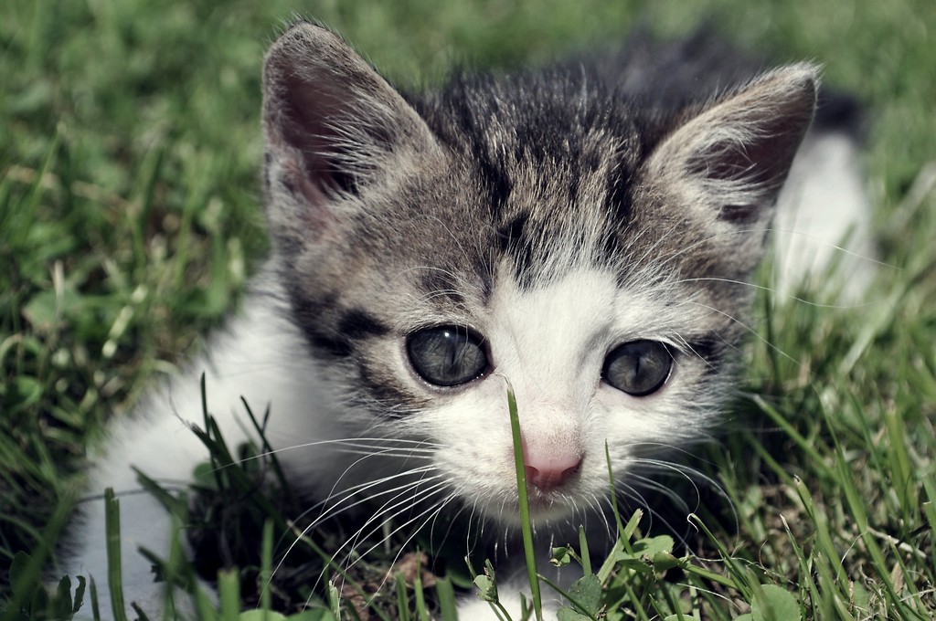 litlle cat.