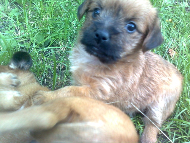 Ladie