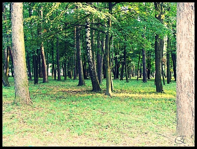 Pzeczucie