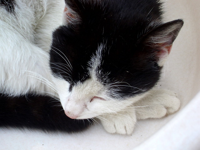 Sweet cat