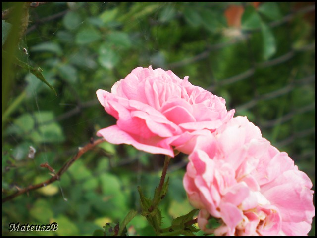 .goodbay england rose.