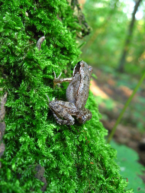 frog in the fog