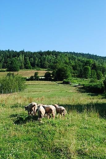 Prosz, narysuj mi baranka!