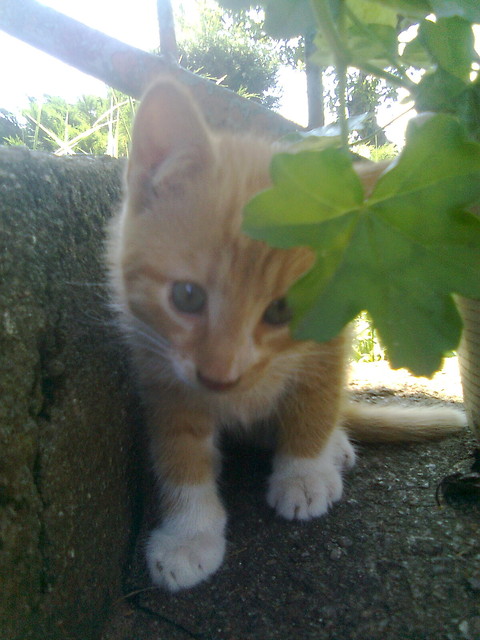 Rudy