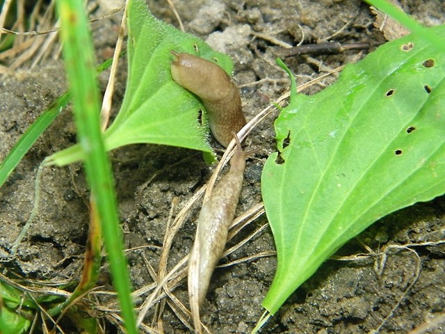 limaki