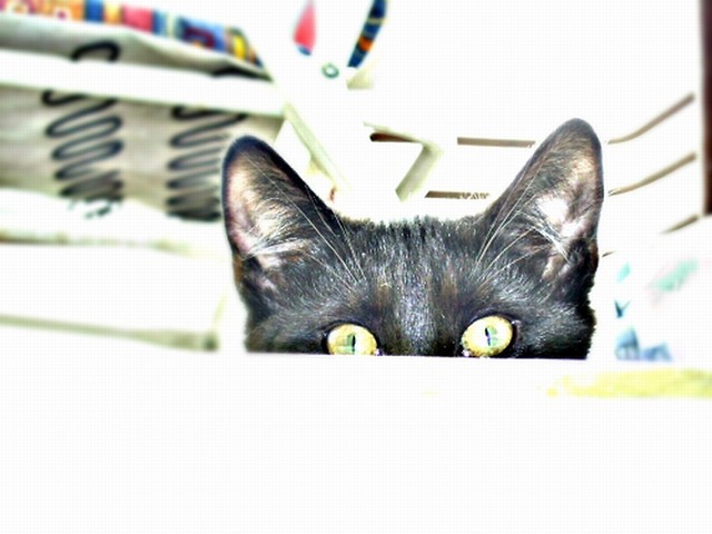 A KuKu..!