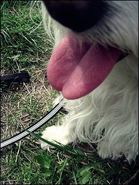 ` puszoo ! . 
