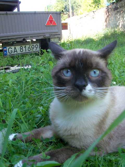 Beniek