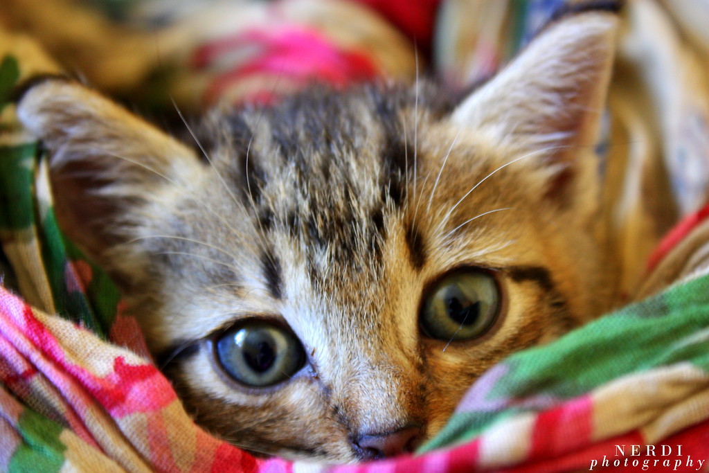 Astra Kitty!!!