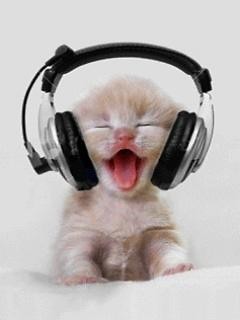 Miau 
