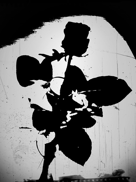 BACK ROSE
