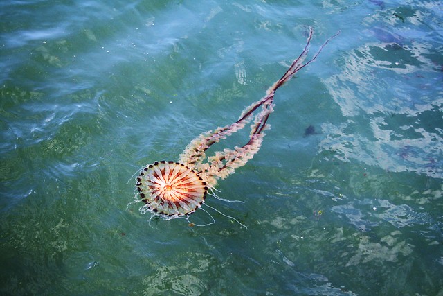 Meduza, jak obiecaam