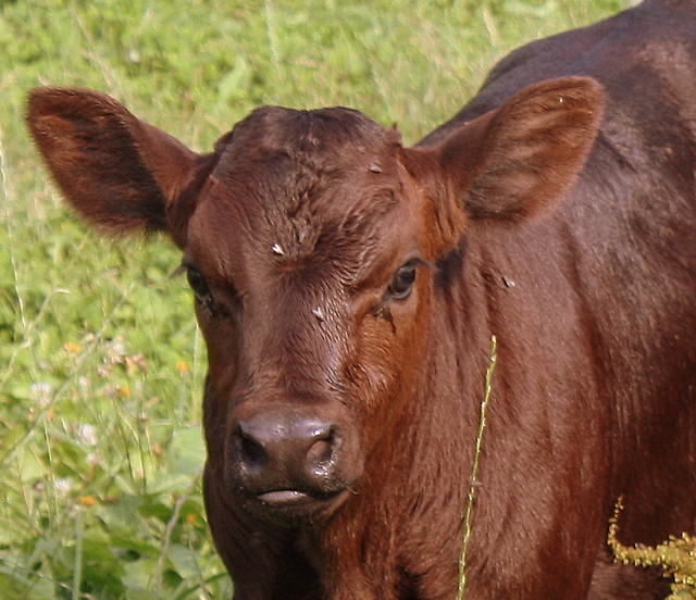 Muuuu ... !