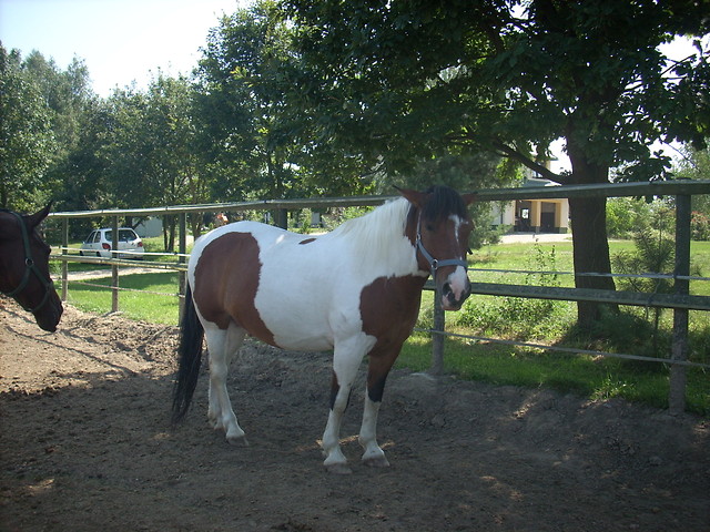 Faraon 