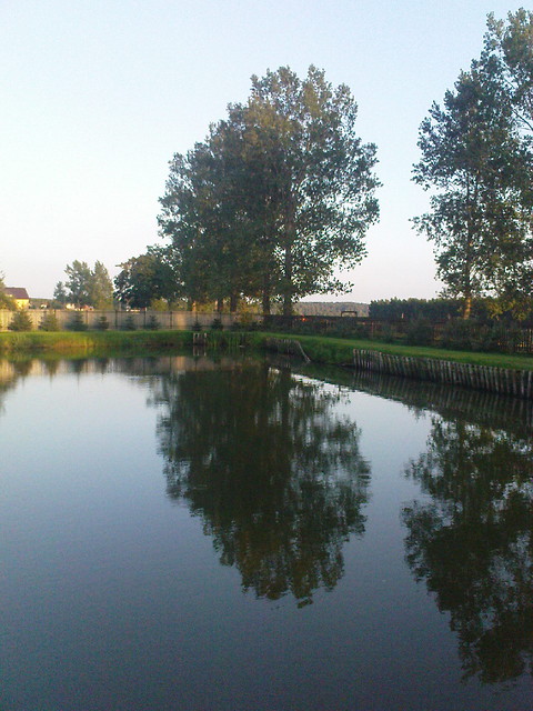 Wiele