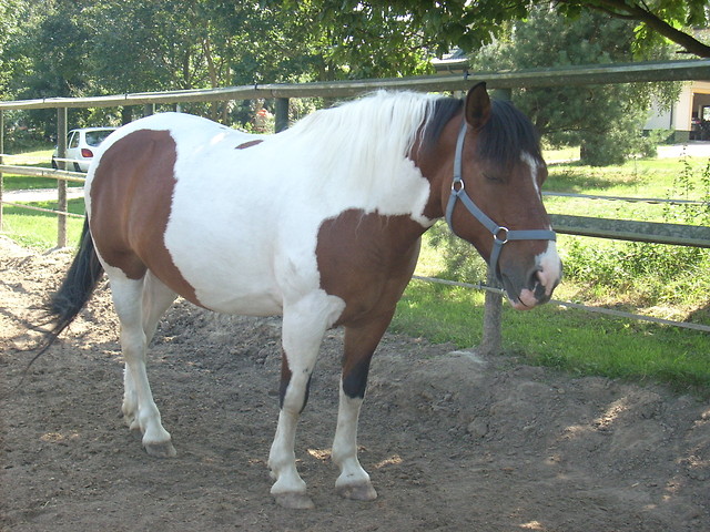 Fazunia 