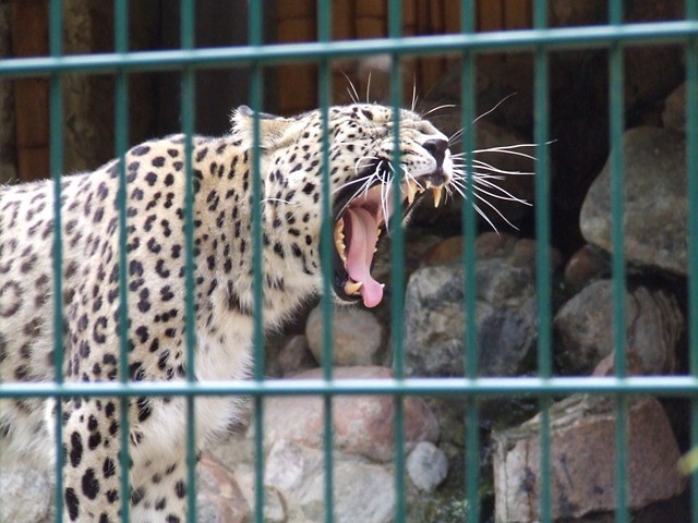 OLIWSKIE ZOO