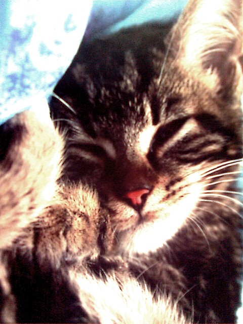 kici kici :]
