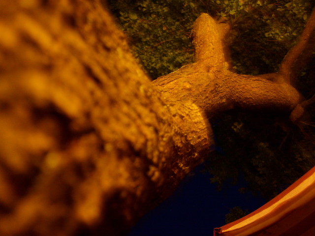 Tree of life