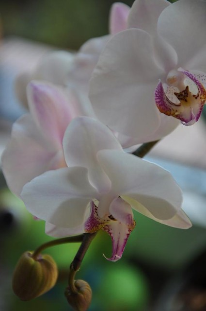 f l o w e r