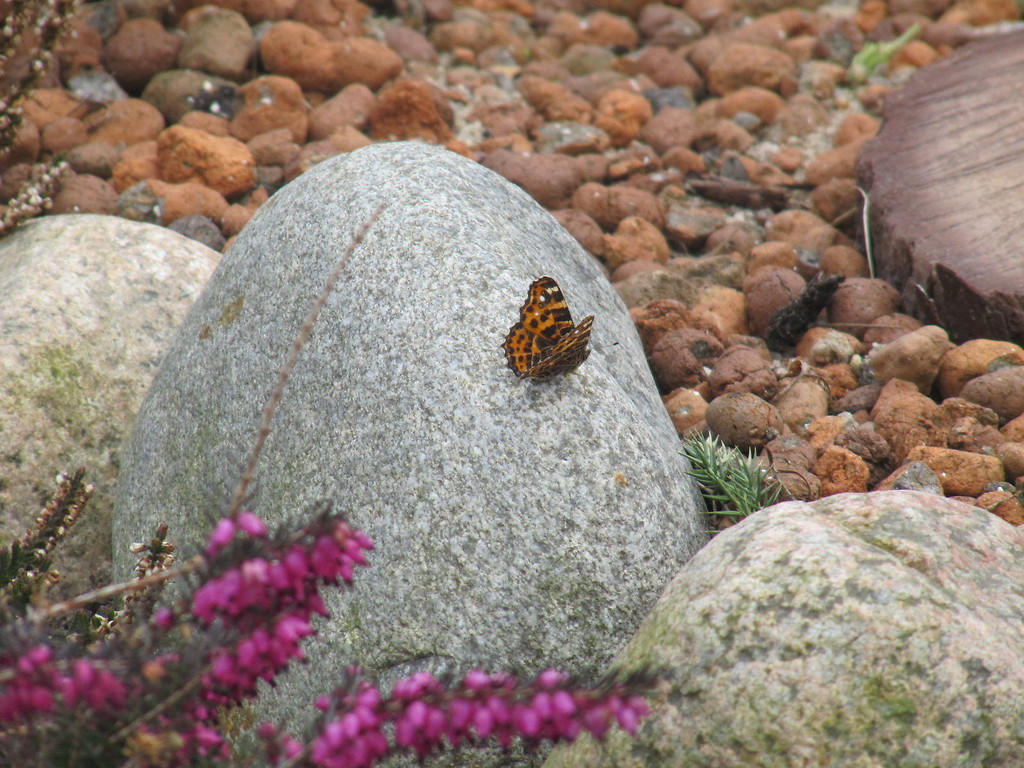 Butterfly.