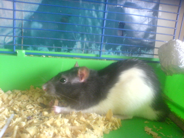 mitch