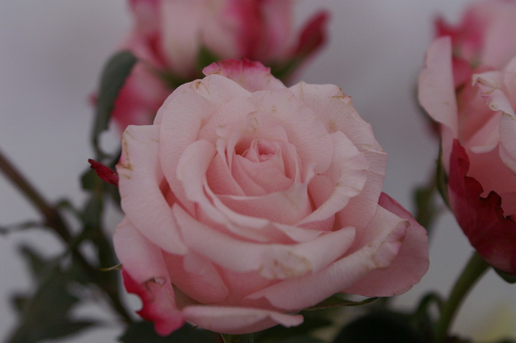 Rose...