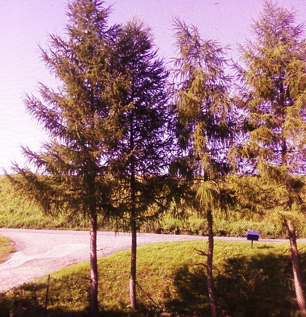 fota przez okno ;d