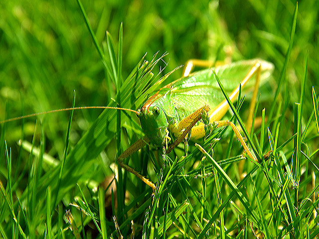 Chorthippus