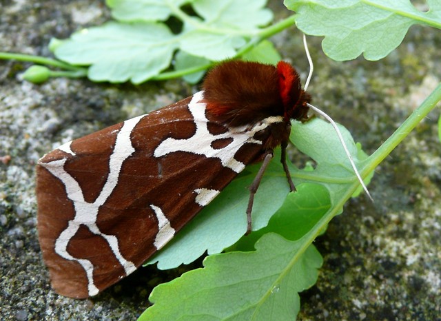 motylek